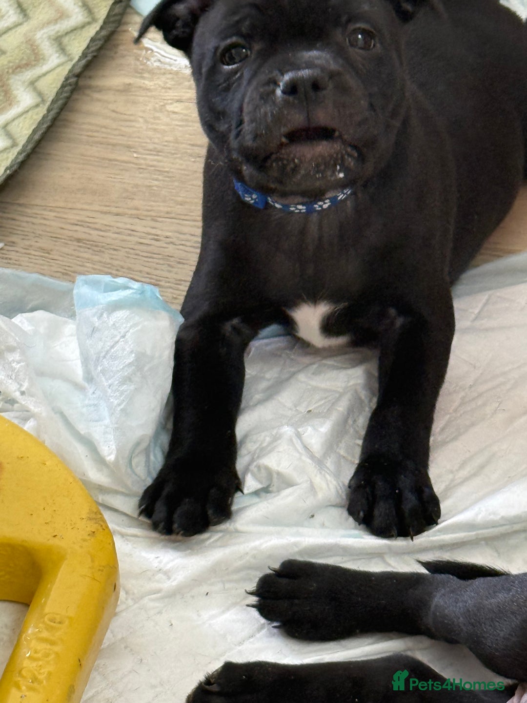 Staffordshire Bull Terrier dogs for sale: Stunning Staffordshire Bull Terrier pups   in Farnborough - Image 32