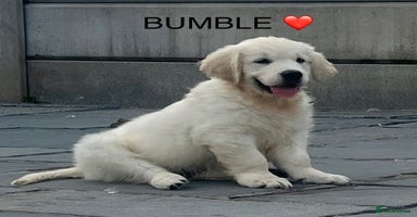 Golden Retriever dogs - Advert 15