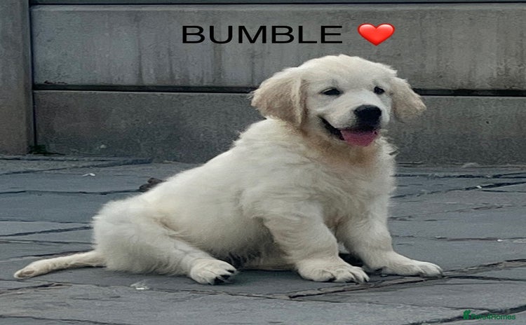 Golden Retriever dogs - Advert 1