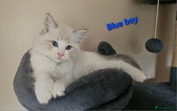 Ragdoll cats for sale: 2 Boys left Gccf £950 Ragdolls  - Image 7
