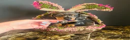 Miniature Dachshund dogs for stud: Black & Cream Smooth Stud  - Advert 19