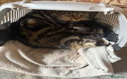 Mixed Breed cats for sale: Tabby Kittens for sale - Image 6