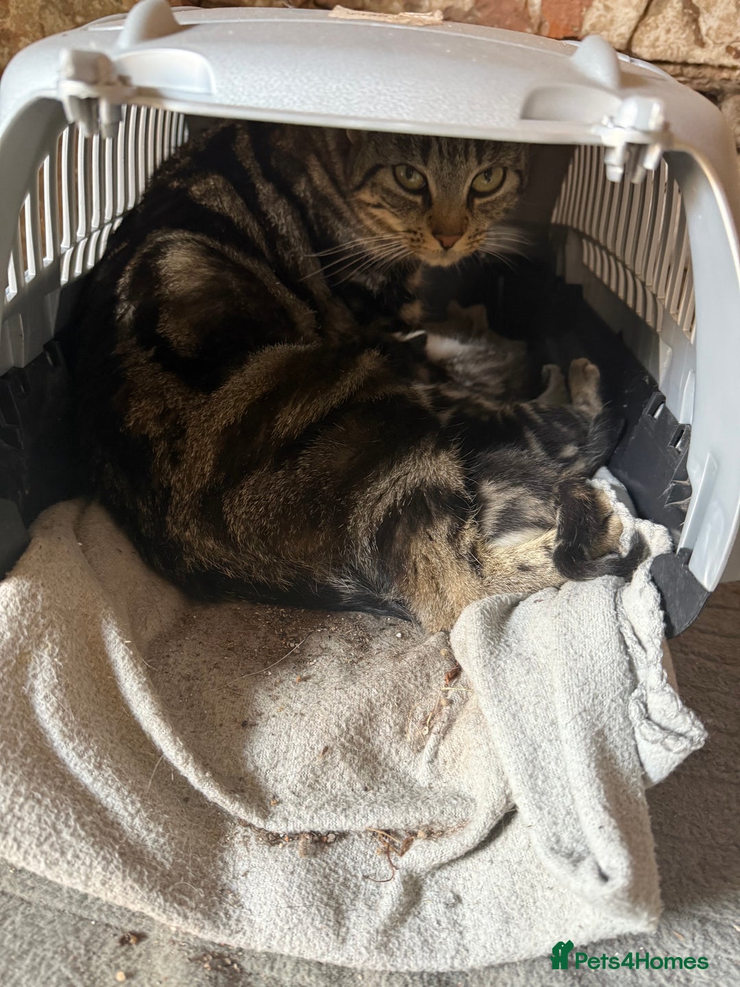 Mixed Breed cats for sale: Tabby Kittens for sale - Image 6