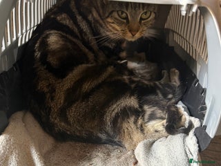 Mixed Breed cats - Advert 15