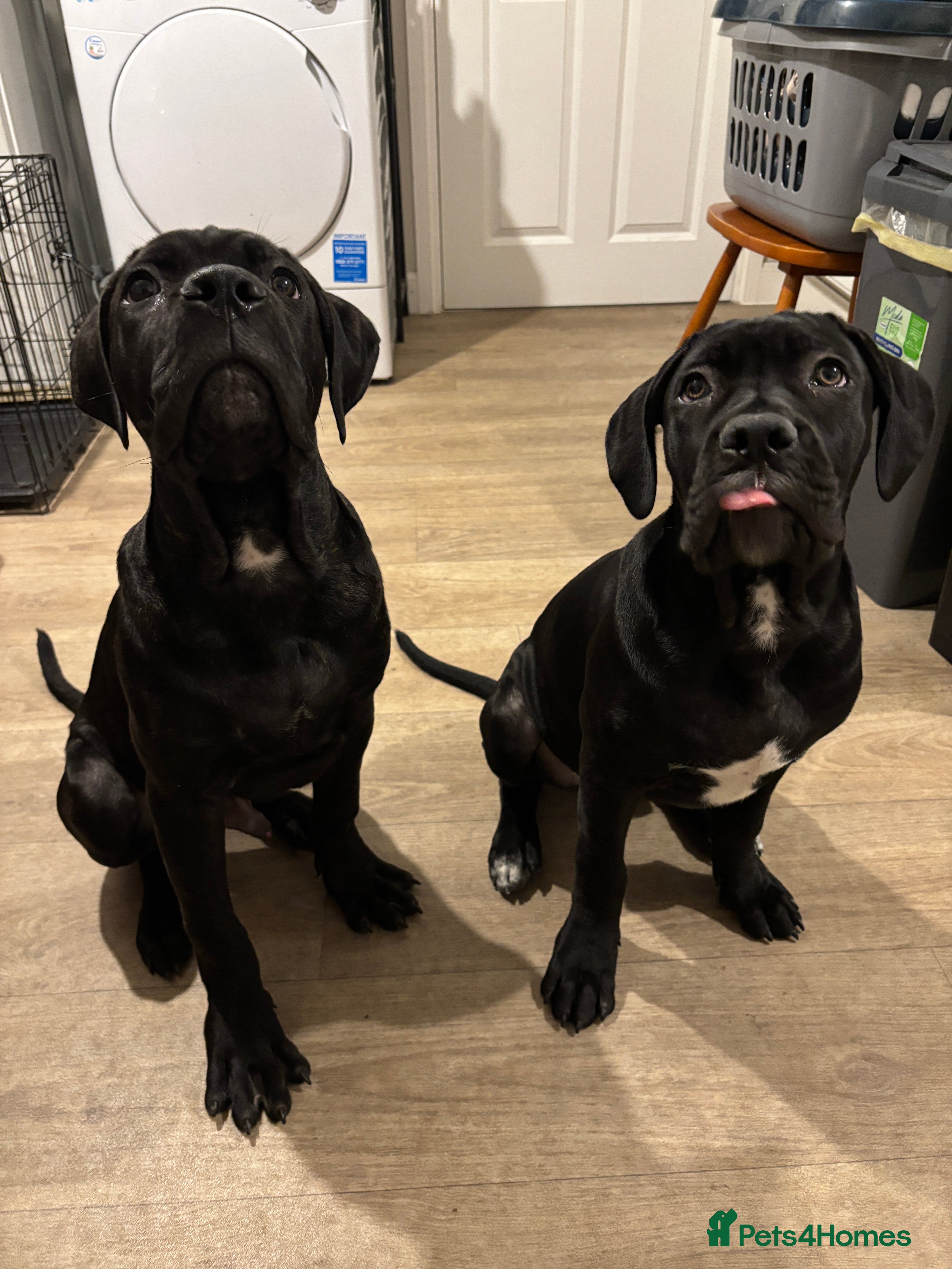 Cane Corso dogs Brother and sister cane corso - Advert 16