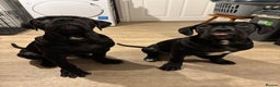 Cane Corso dogs for sale: Brother and sister cane corso - Advert 1