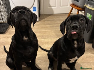 Cane Corso dogs Brother and sister cane corso - Advert 1