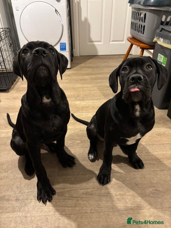 Cane Corso dogs Brother and sister cane corso - Advert 3