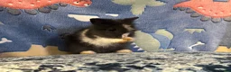 Lionhead rabbits for sale: Adorable double mane lionhead baby bunnies  - Advert 18