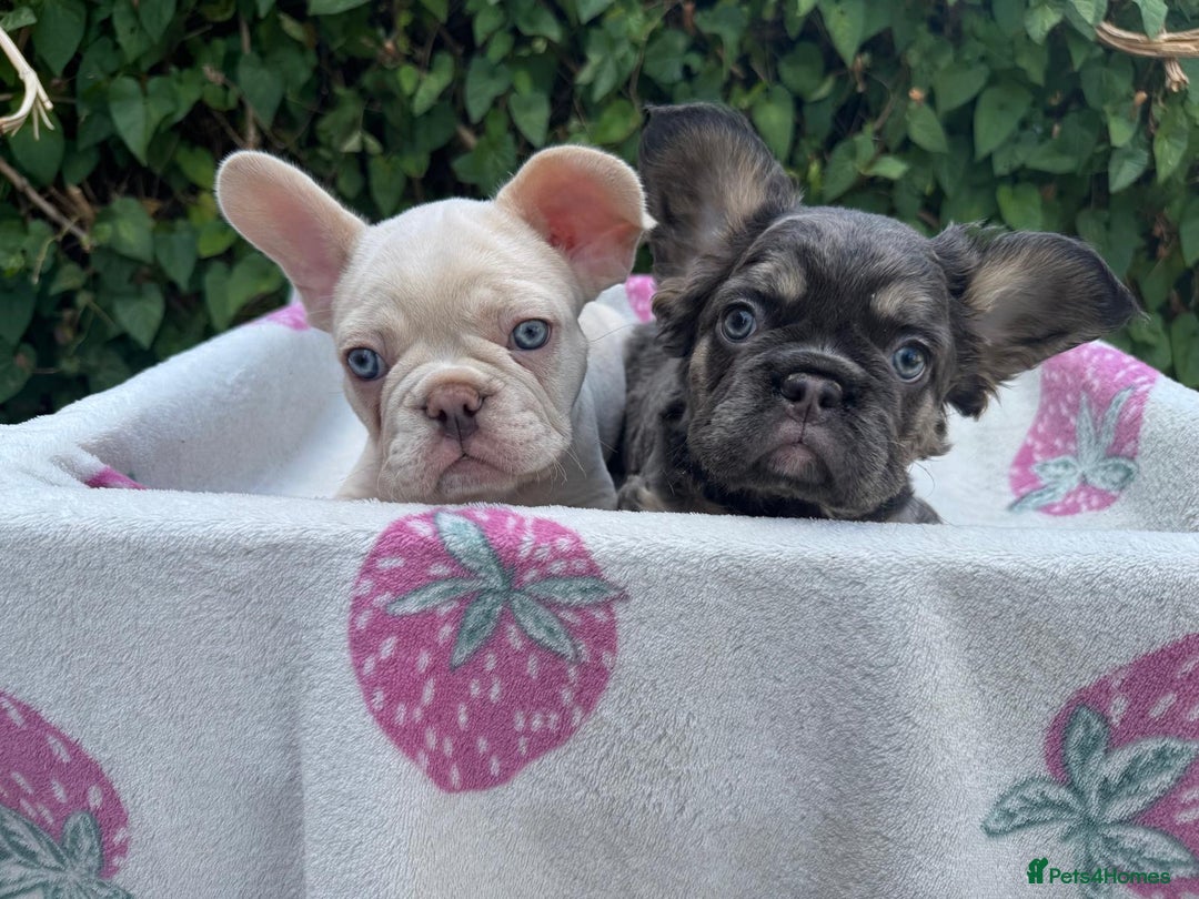 French Bulldog dogs for sale: 🐶 Adorable French Bulldog Puppies - Image 2