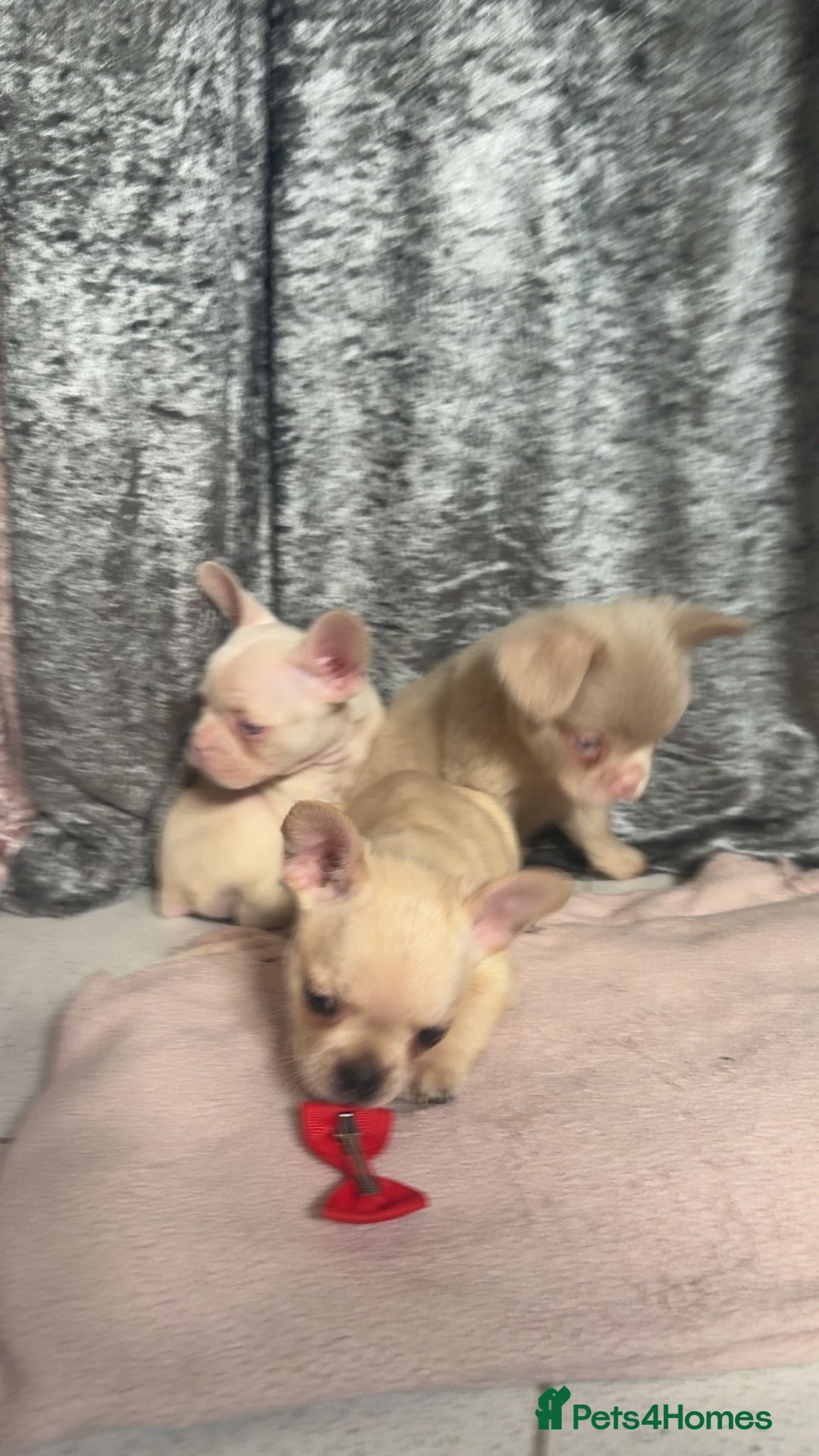 French Bulldog dogs for sale: REDUCED mixed pink and caramel French bulldogs - Advert 7