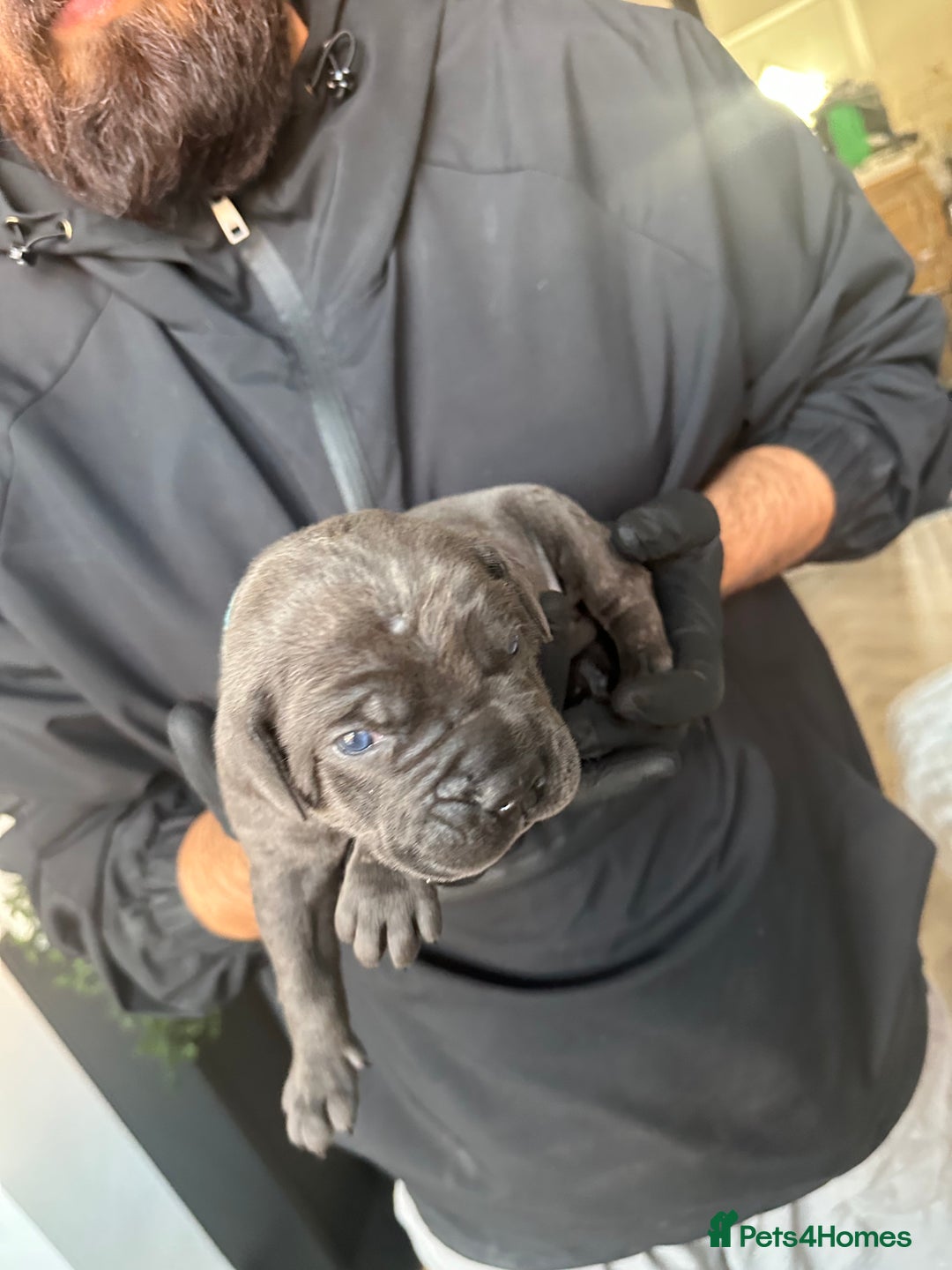 Cane Corso dogs for sale: Lupo D’Italia Kennels - Advert 22