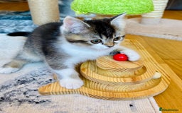 Scottish Fold cats for sale: Scottish Fold Pedigree Kittens in Romford - Image 11