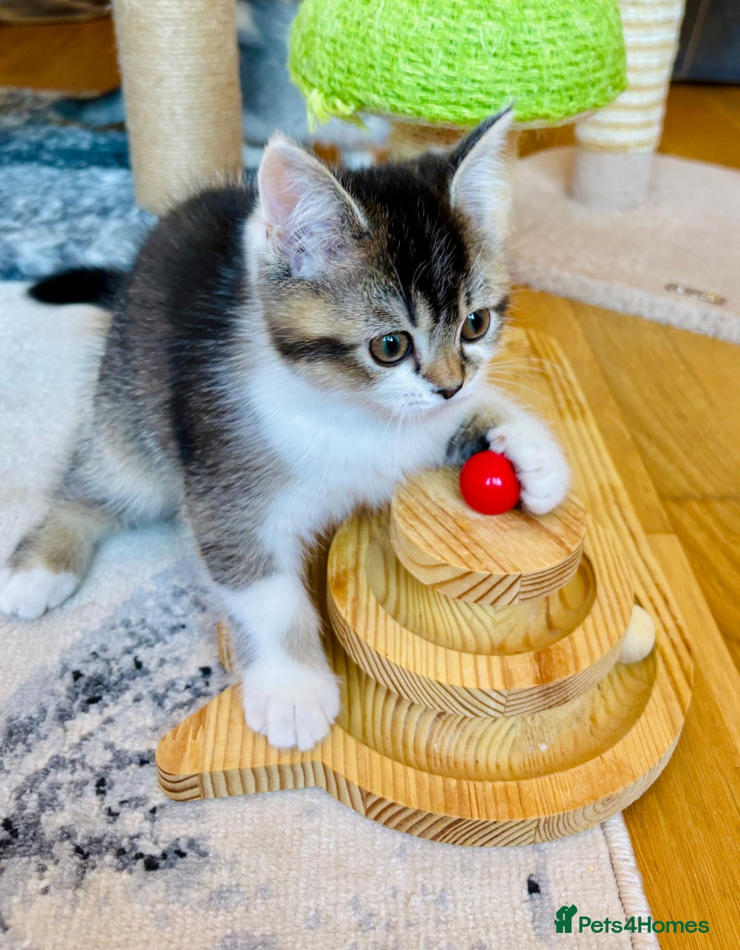 Scottish Fold cats for sale: Scottish Fold Pedigree Kittens in Romford - Image 11