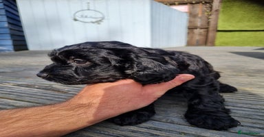 Cockapoo dogs - Advert 1