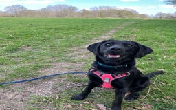 Mixed Breed dogs for adoption: Holly is in search of her forever home.  - Image 6
