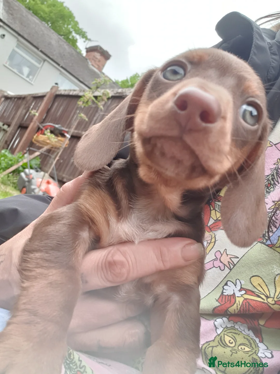 Miniature Dachshund dogs for sale: Beautiful little boy ready for hia forever home in Birmingham - Advert 2