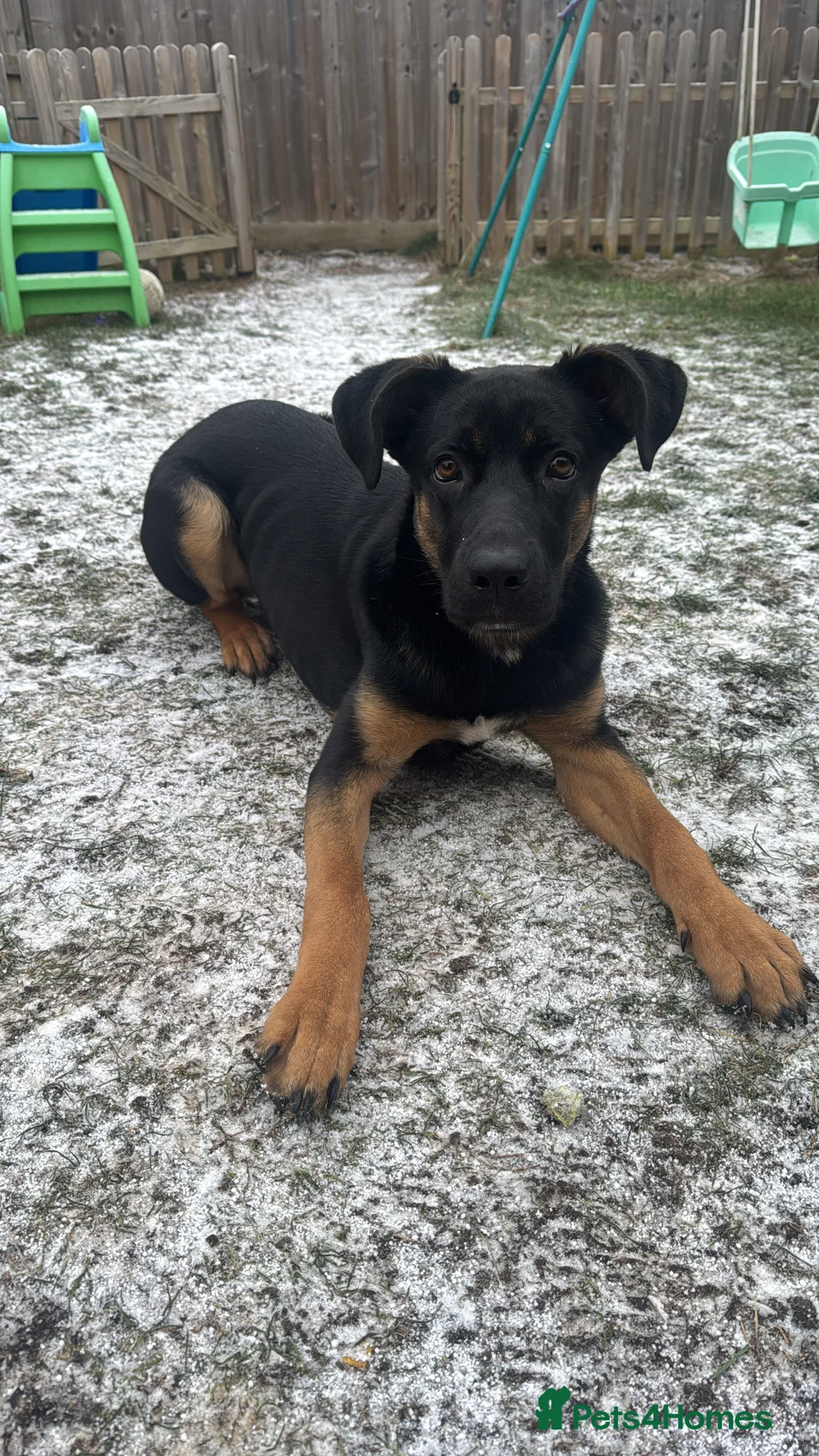 Mixed Breed dogs for sale: German shepherd mix  - Advert 1