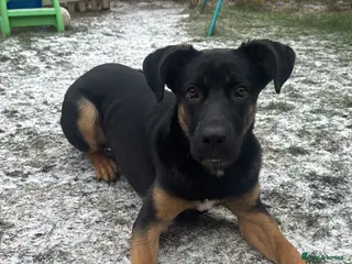 Mixed Breed dogs German shepherd mix - Advert 1