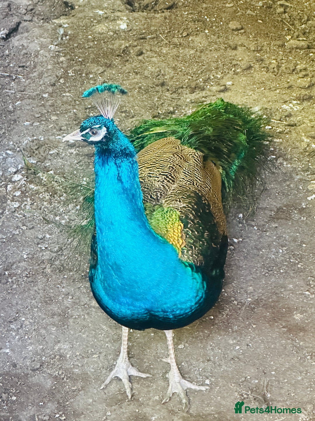 Peafowl poultry for sale: Indian blue breading Peafowl 🦚  - Image 2