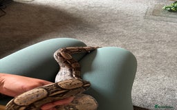 Boa Snake reptiles for sale: Boa, royal and a California king snake for sale  - Image 10