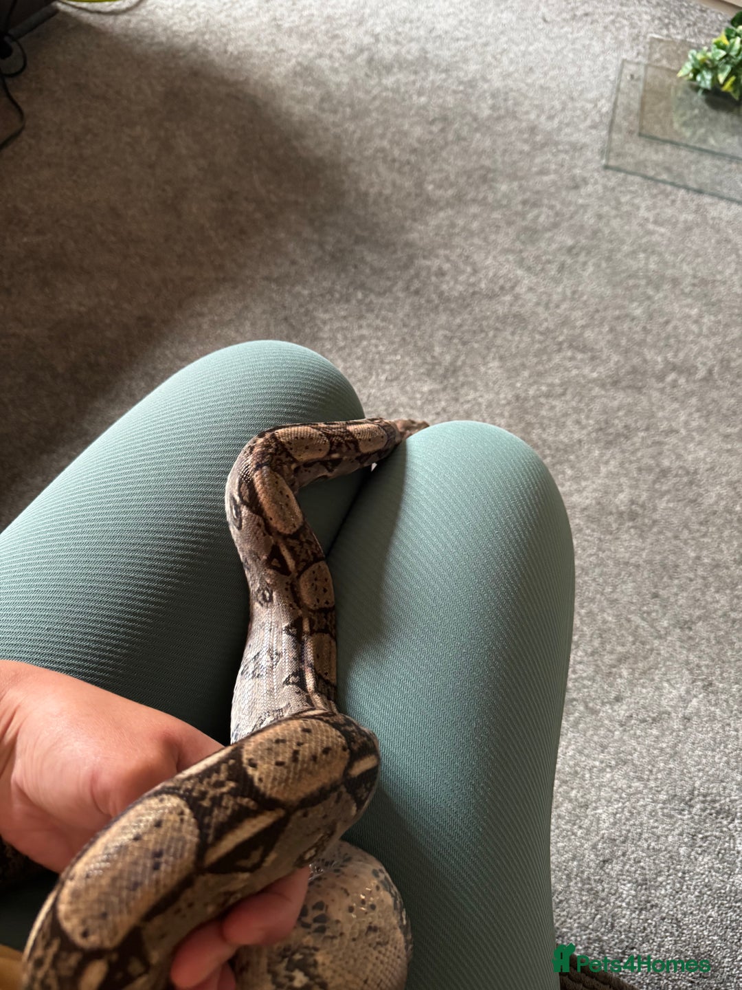 Boa Snake reptiles for sale: Boa, royal and a California king snake for sale  - Image 10
