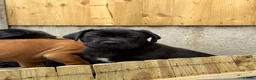 Cane Corso dogs for sale: Exceptional 88% Cane Corso / 12% Malinois Puppies in Preston - Advert 34