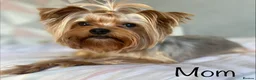 Yorkshire Terrier dogs for sale: Beautiful small Yorkshire Terrier Pedigree  in Peterborough - Advert 4