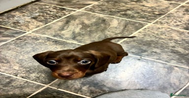 Dachshund dogs - Advert 7
