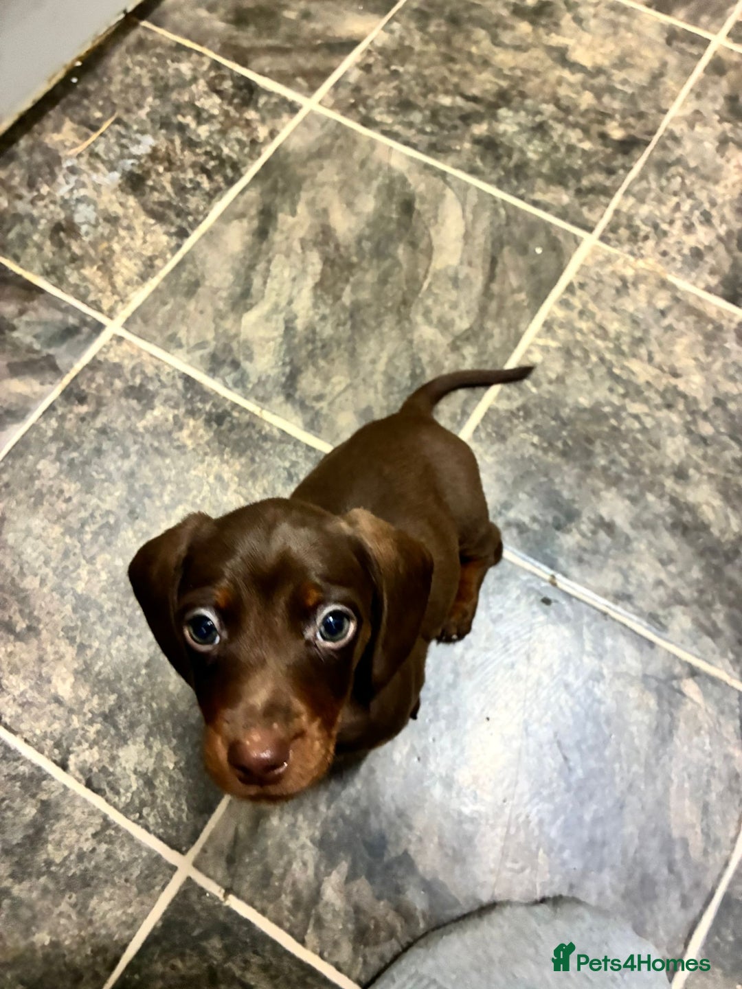 Dachshund dogs for sale: Dachshund puppies  - Image 3