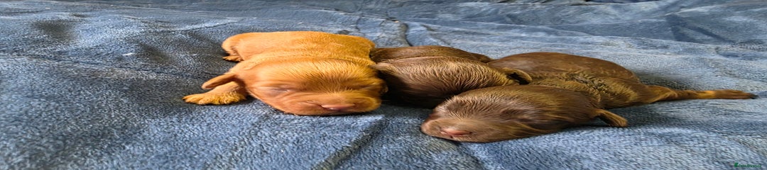 Cockapoo Puppy 1
