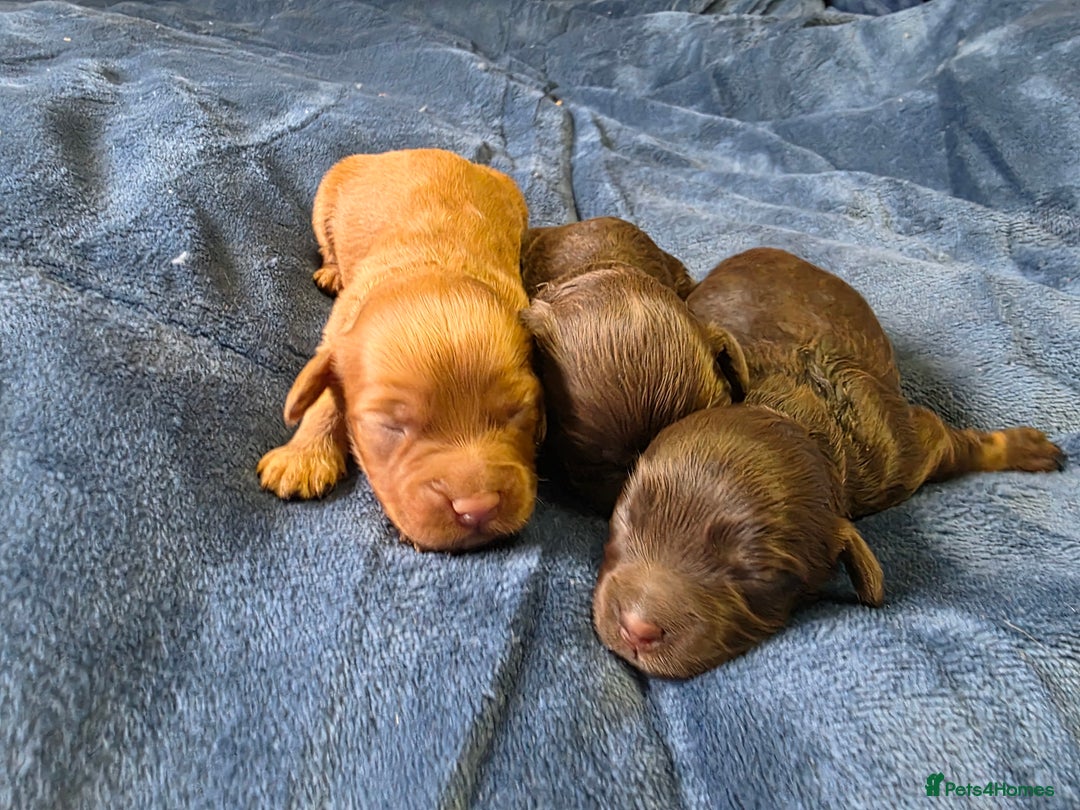 Cockapoo dogs for sale: Cockapoo puppies - Image 16