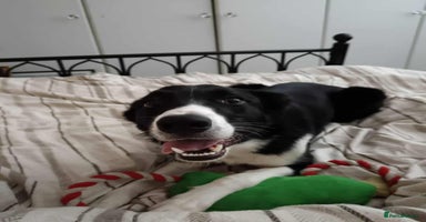 Border Collie dogs - Advert 9