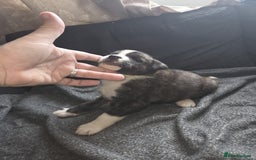 Mixed Breed dogs for sale: mixed breed puppies - Image 10