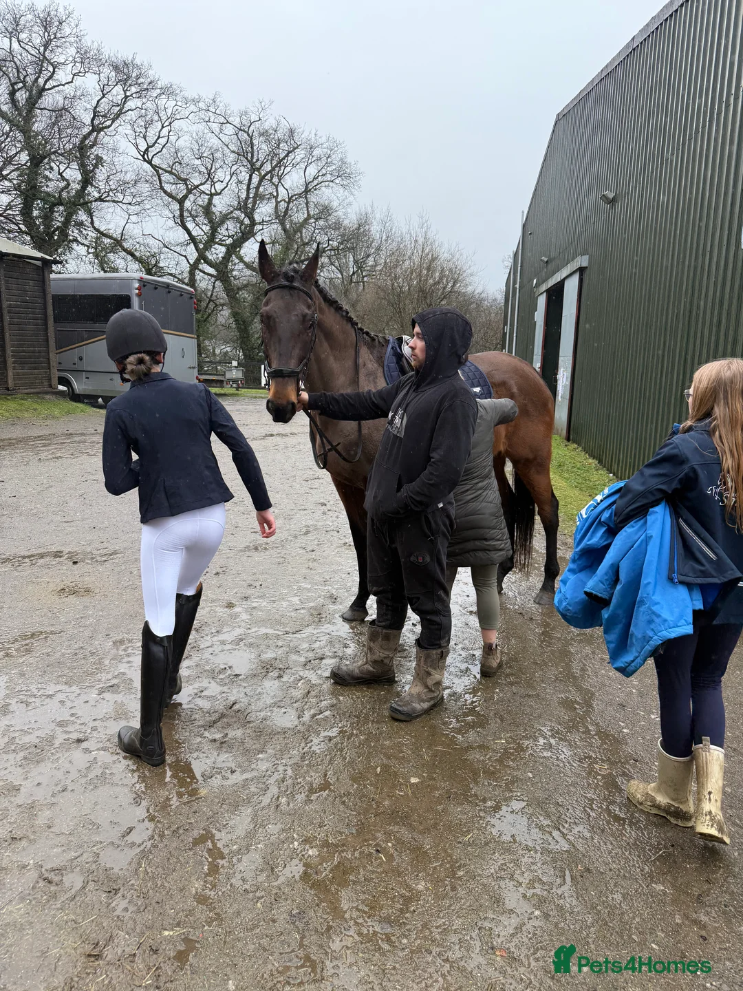 Irish Thoroughbred horses for sale: 10 yr old school mistress  - Advert 9