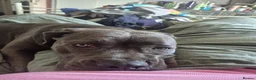 Cane Corso dogs for sale: Nyla  - Advert 5