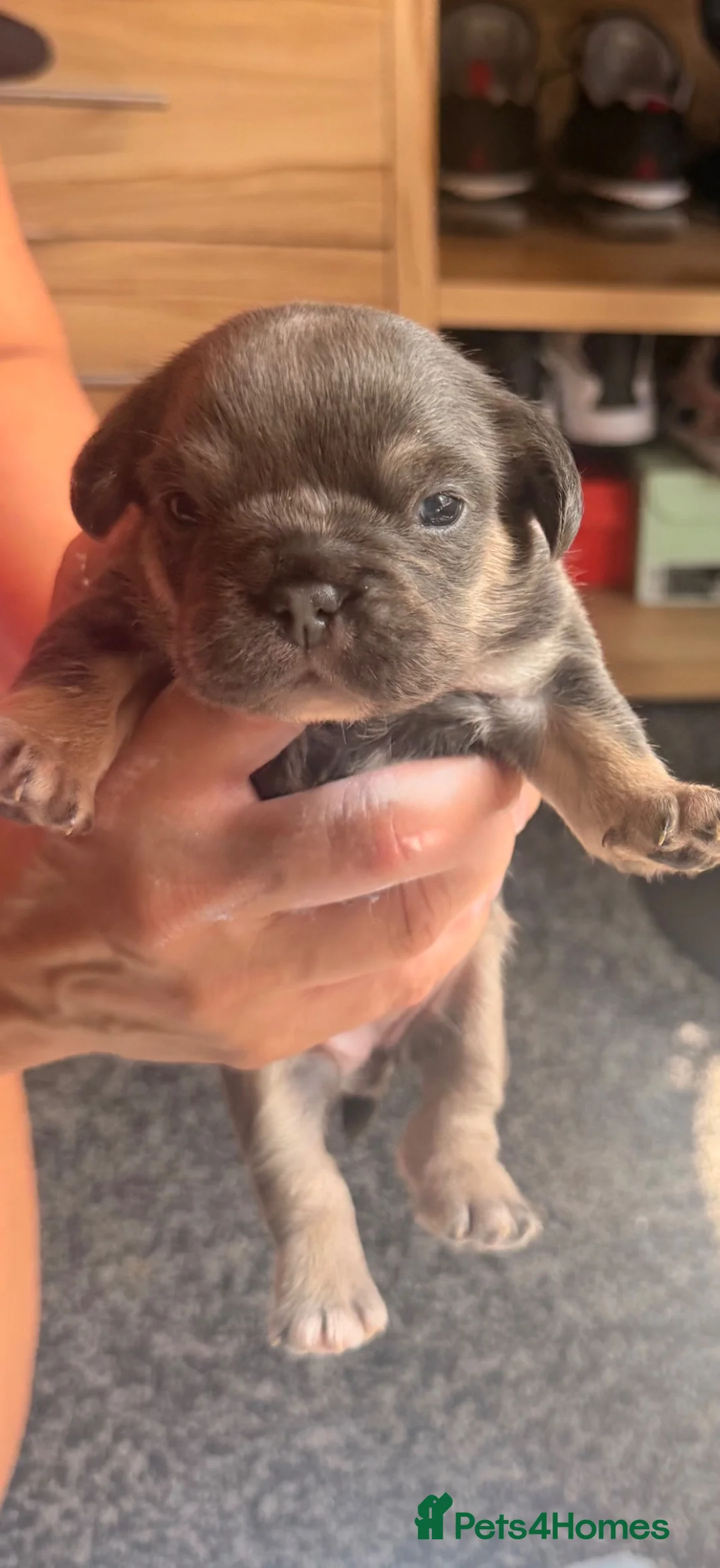 Mixed Breed dogs for sale: Beautiful FrenchiePoo puppies❤️ - Advert 12