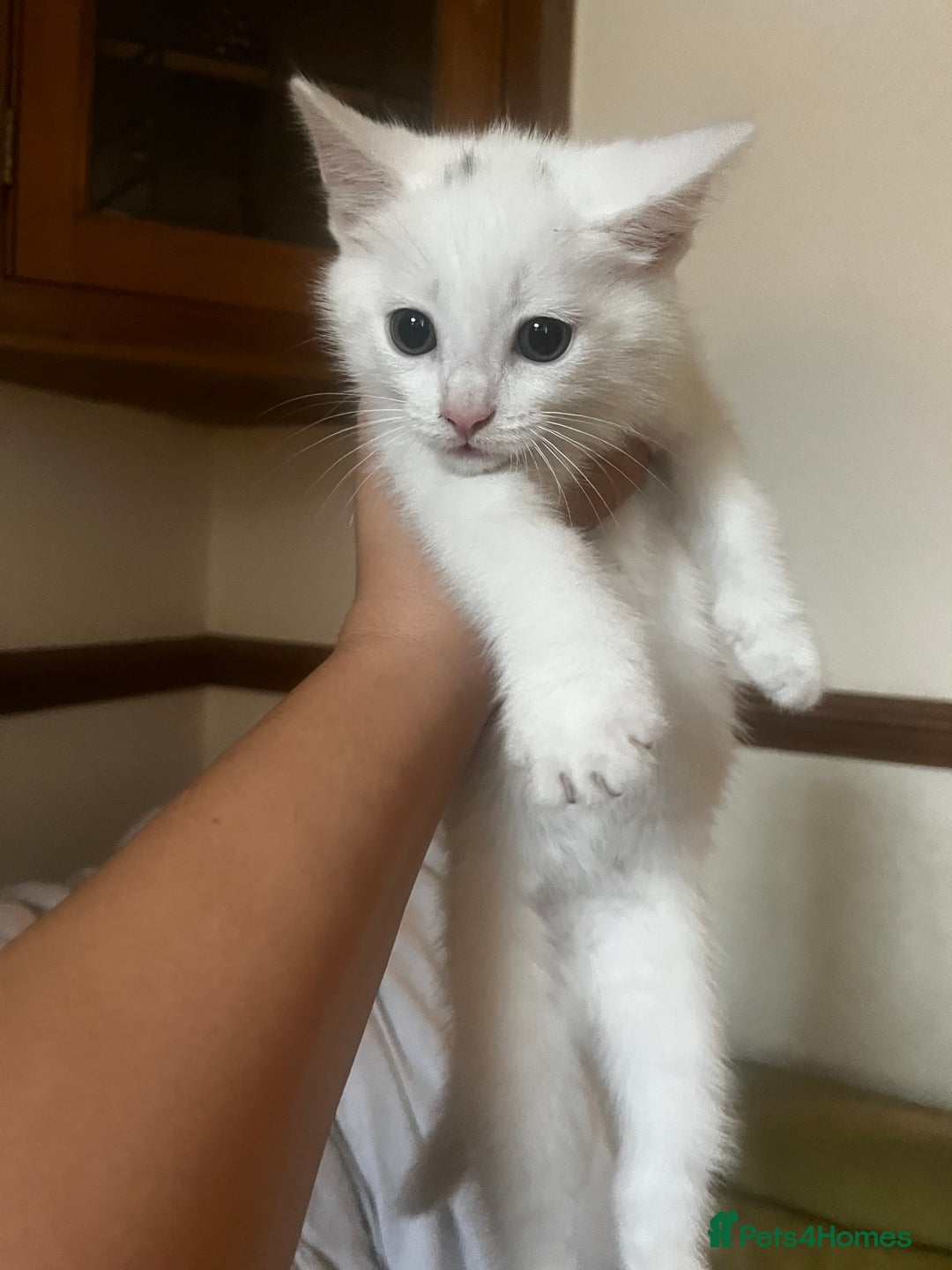 Domestic Shorthair cats for sale: Beautiful all white boy  - Image 3