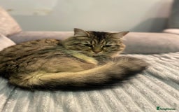 Maine Coon cats for sale: Cats for rehoming  - Image 2