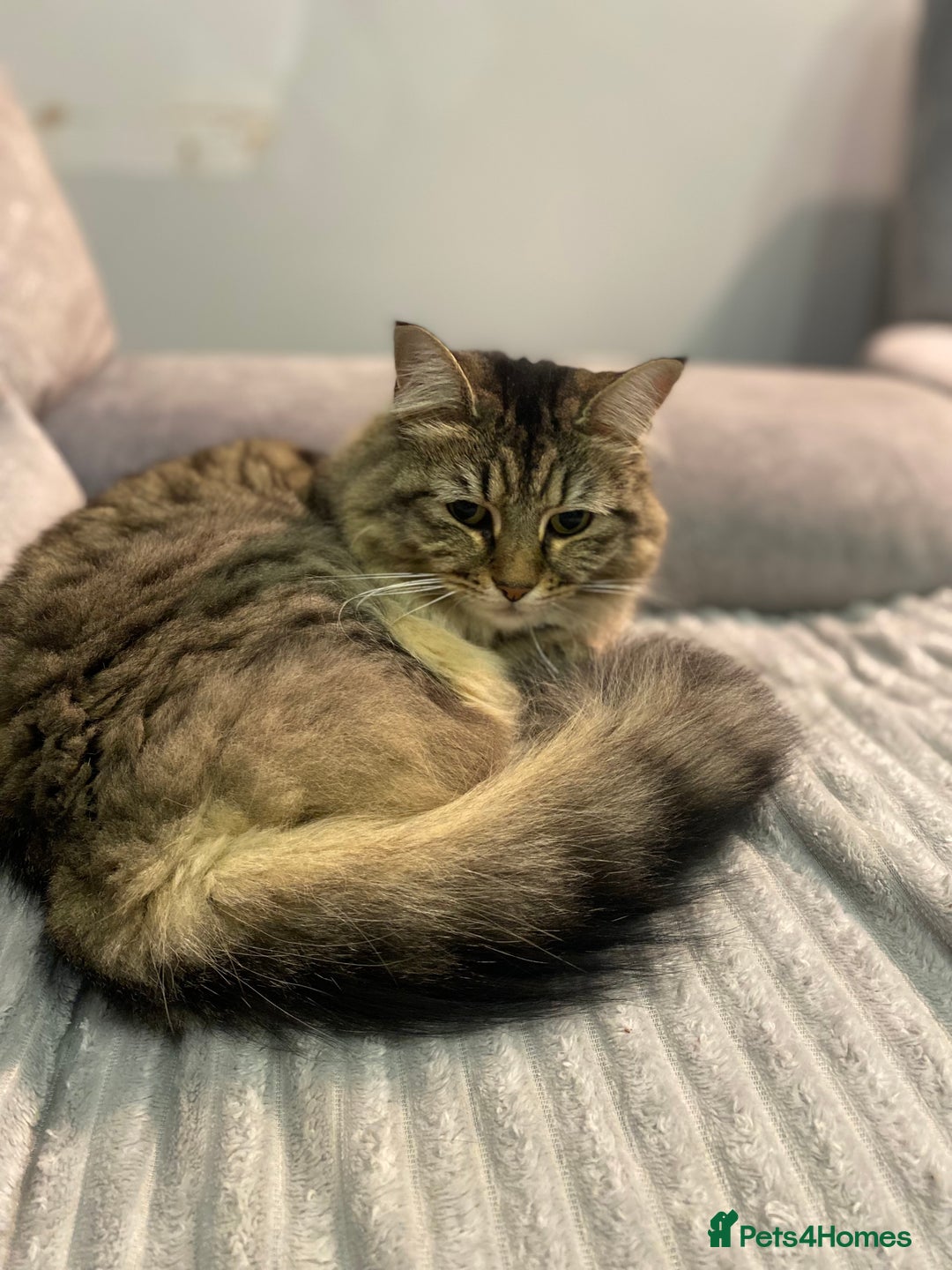 Maine Coon cats for sale: Cats for rehoming  - Image 2