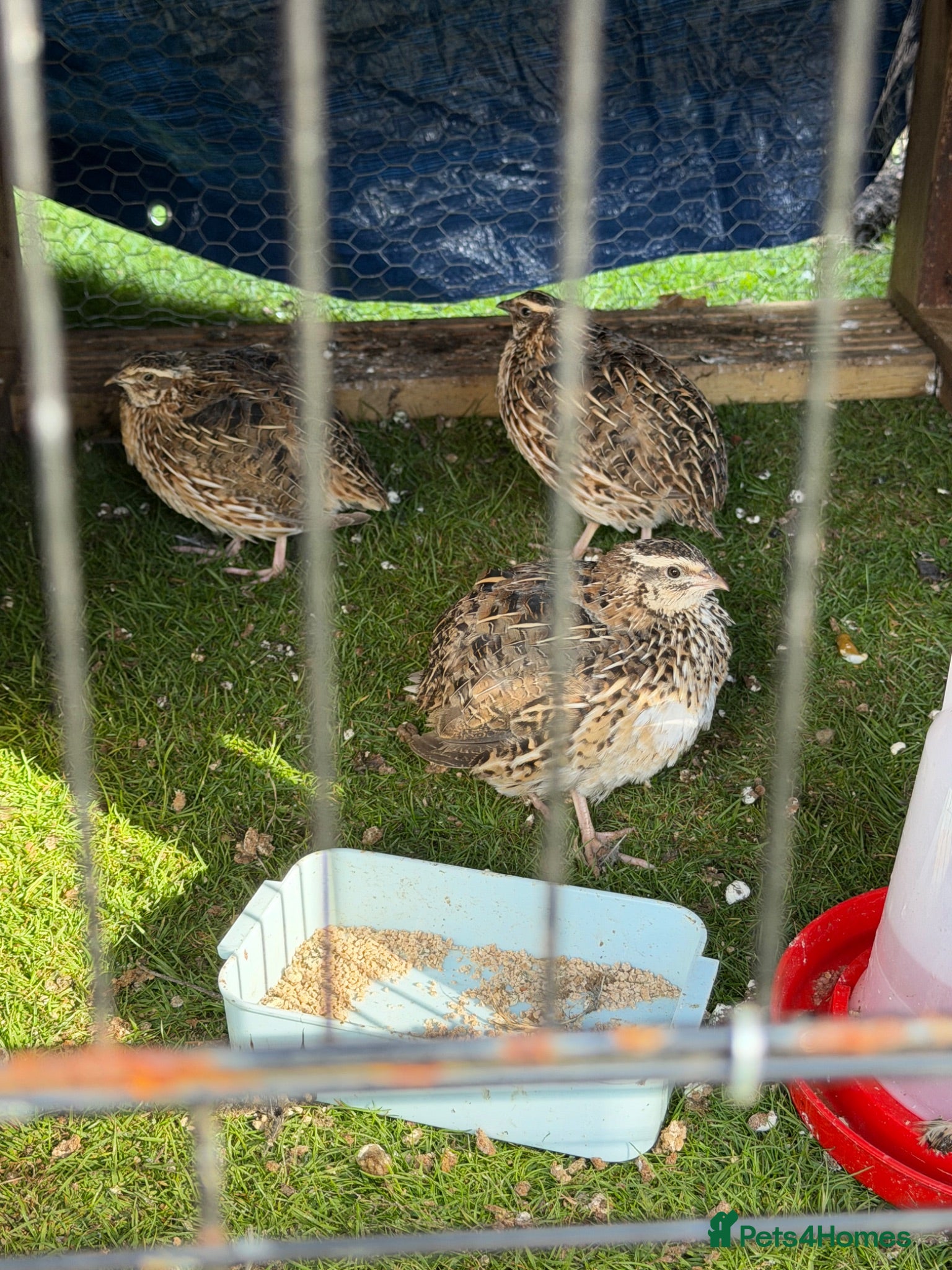 Quail poultry Trio of Coturnix Quails - Advert 13