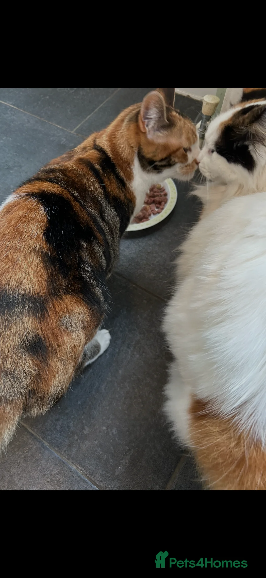 Mixed Breed cats for sale: Two cats for sale  - Advert 4