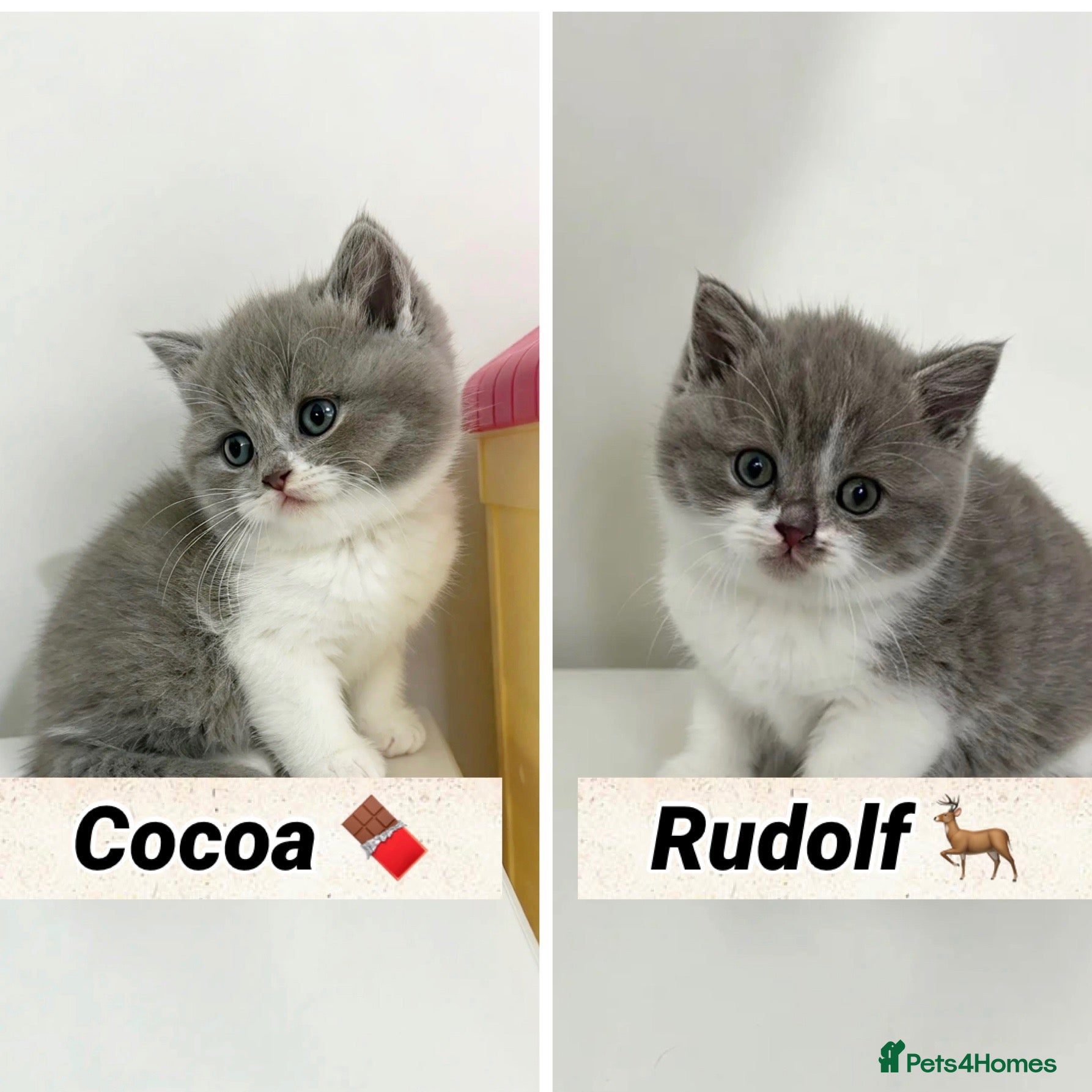 British Shorthair cats British shorthair kittens  - Advert 2