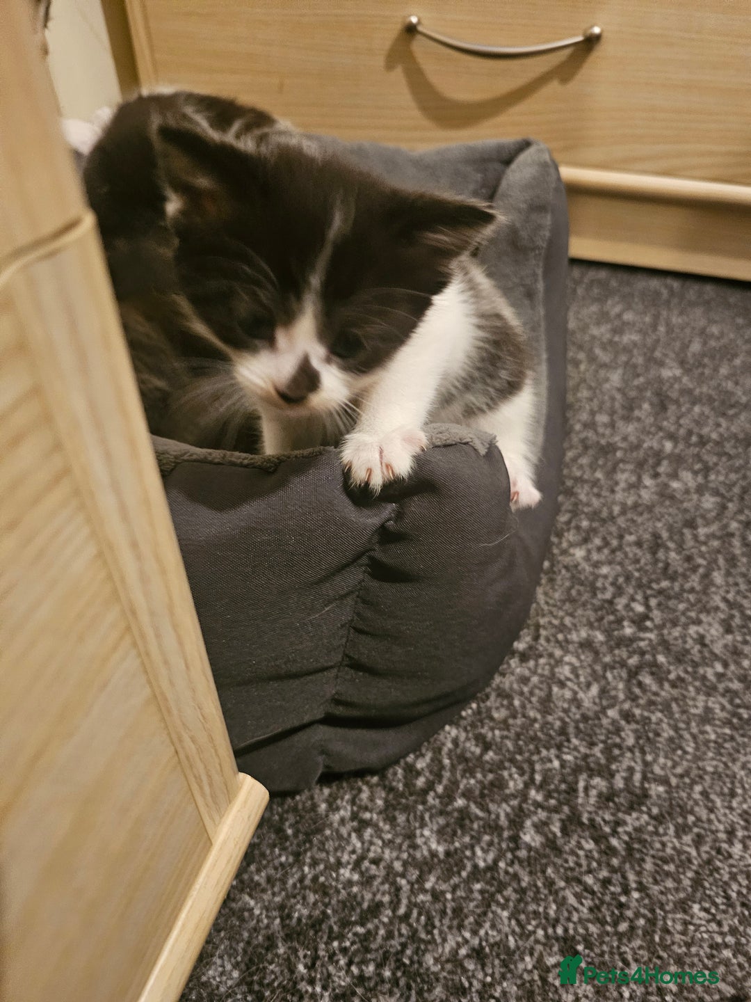 Mixed Breed cats for sale: Adorable ♥️ kittens 😸 😍  - Image 5