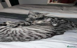 Bengal cats for sale: Two beautiful BSH/Bengal mix cats for sale  - Image 2