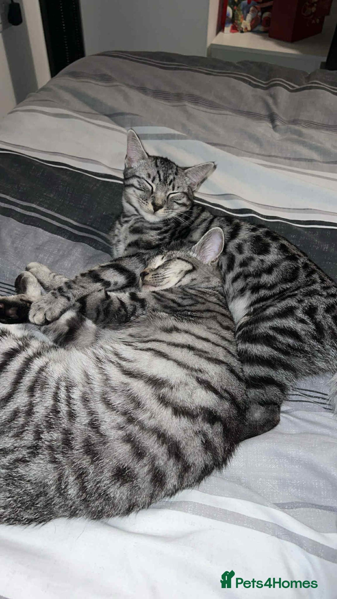 Bengal cats for sale: Two beautiful BSH/Bengal mix cats for sale  - Image 2