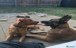 Mixed Breed dogs for sale: Belgian shepherd and Labrador mix  - Image 5