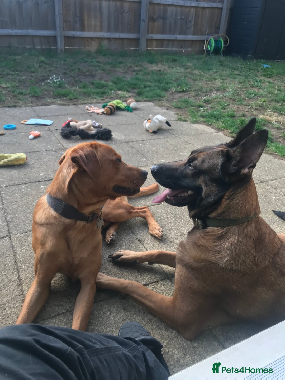 Mixed Breed dogs for sale: Belgian shepherd and Labrador mix  - Image 5