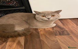 British Shorthair cats for stud: LILAC BOY GCCF Registered ready for Stud service  in Leigh - Image 11