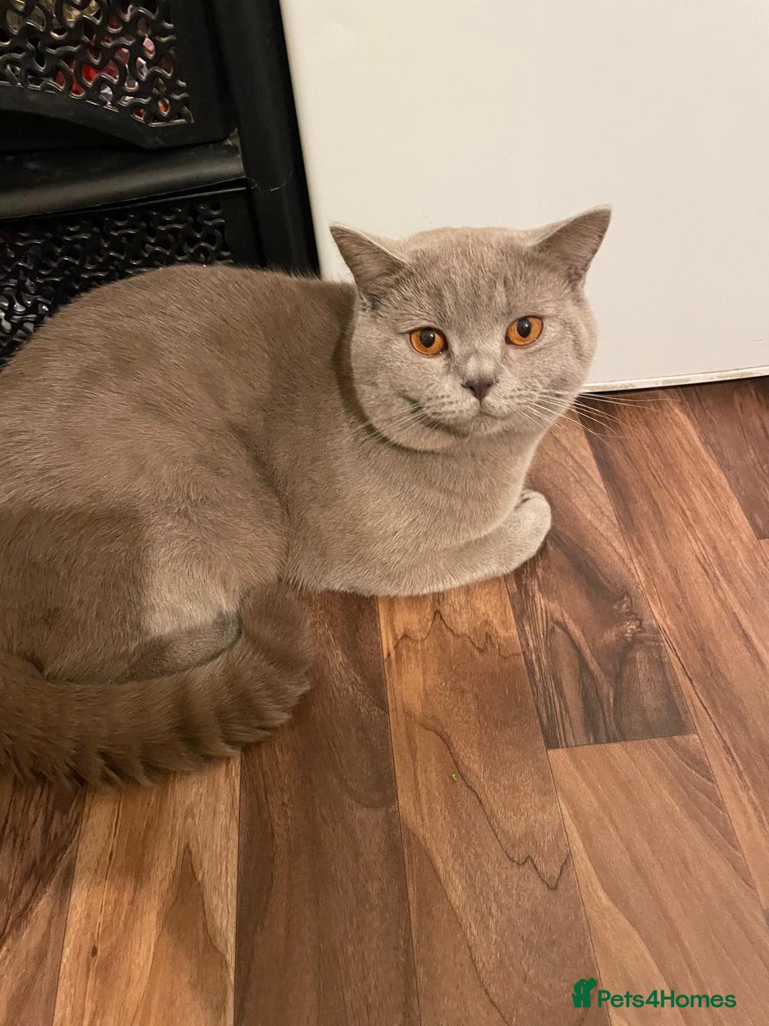 British Shorthair cats for stud: LILAC BOY GCCF Registered ready for Stud service  in Leigh - Image 11